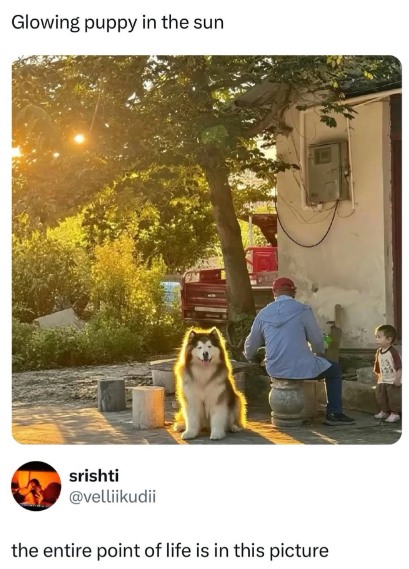 Glowing puppy in the sun srishti @velliikudii the entire point of life is in this picture