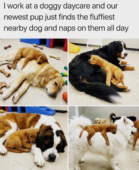 I work at a doggy daycare and our newest pup just finds the fluffiest nearby dog and naps on them all day