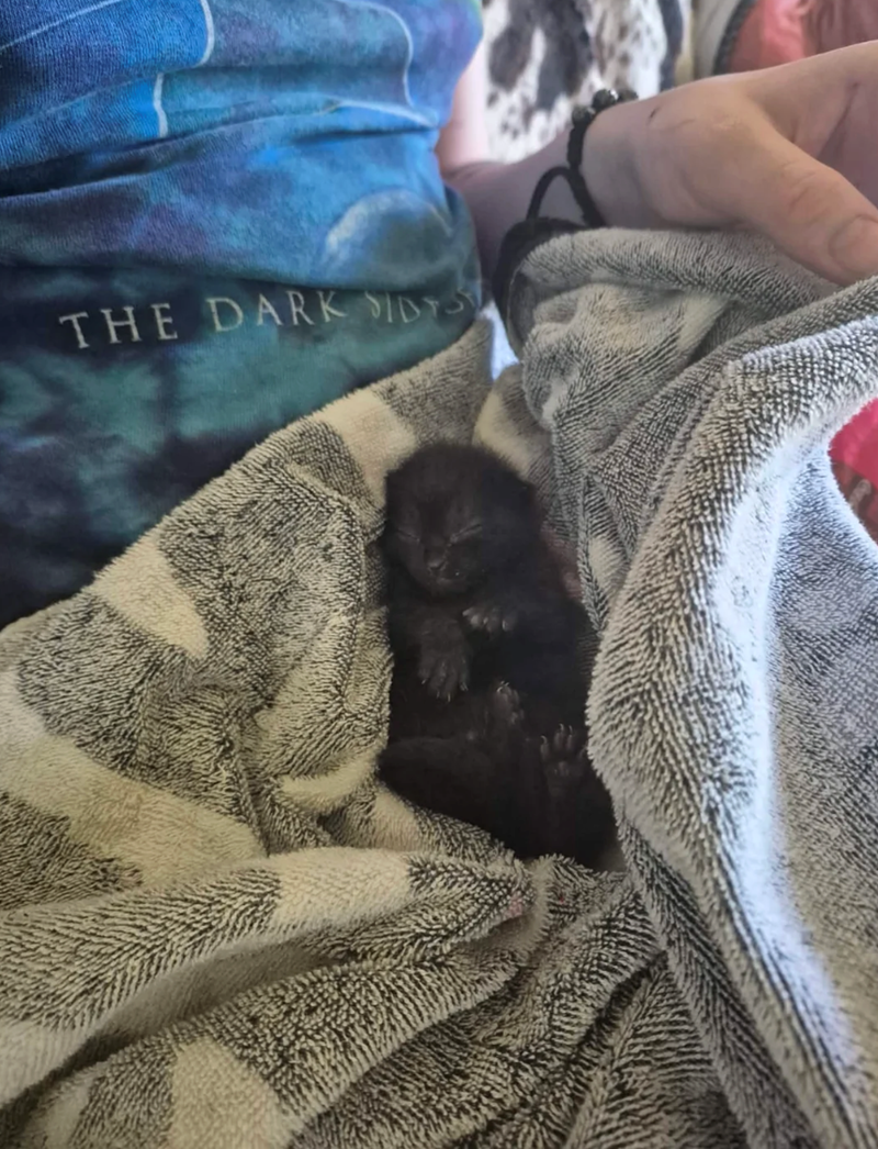 THE DARK SIDS