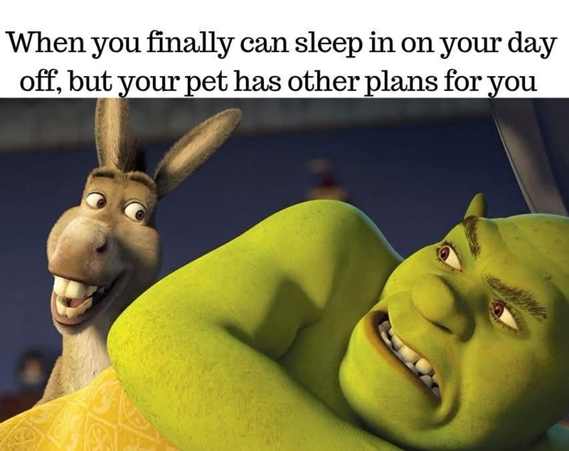 When you finally can sleep in on your day off, but your pet has other plans for you