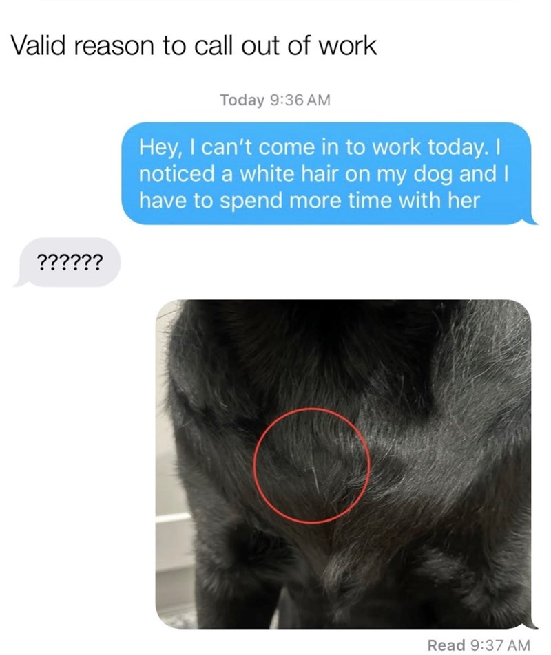Valid reason to call out of work ?????? Today 9:36 AM Hey, I can't come in to work today. I noticed a white hair on my dog and I have to spend more time with her Read 9:37 AM