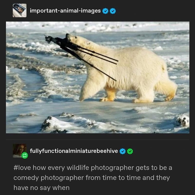 important-animal-images fullyfunctionalminiaturebeehive #love how every wildlife photographer gets to be a comedy photographer from time to time and they have no say when