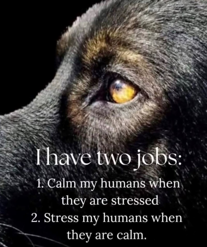 I have two jobs: 1. Calm my humans when they are stressed 2. Stress my humans when they are calm.