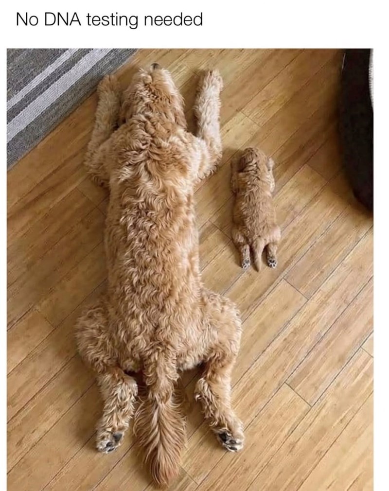 No DNA testing needed