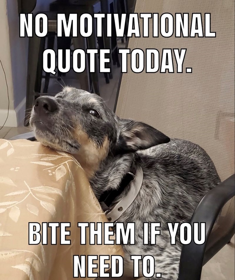 NO MOTIVATIONAL QUOTE TODAY. BITE THEM IF YOU NEED TO