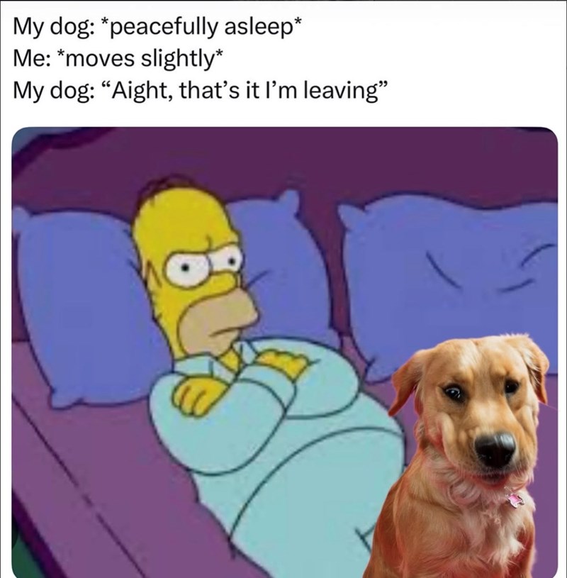 My dog: *peacefully asleep* Me: *moves slightly* My dog: "Aight, that's it I'm leaving"