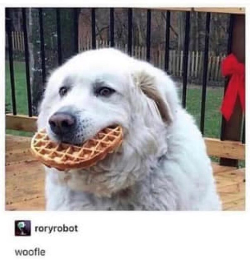 roryrobot woofle