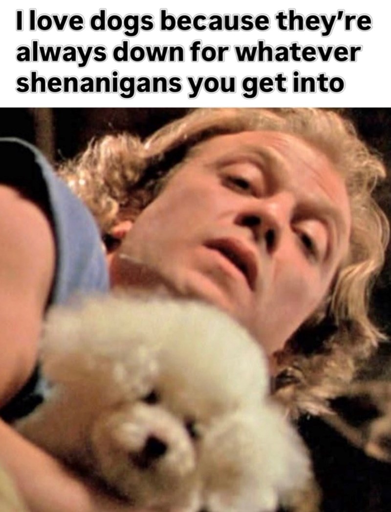 I love dogs because they're always down for whatever shenanigans you get into