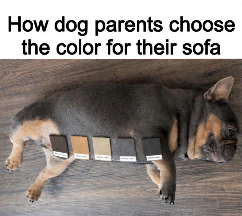 How dog parents choose the color for their sofa