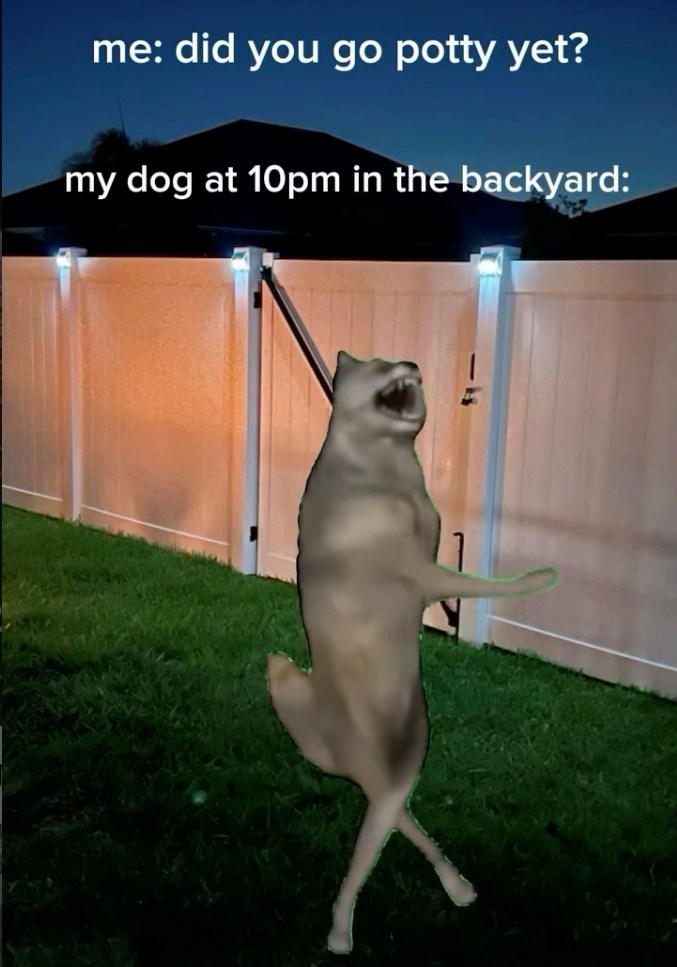 me: did you go potty yet? my dog at 10pm in the backyard: