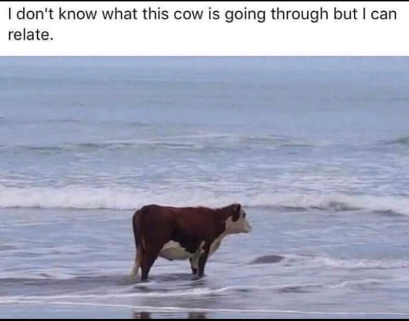 I don't know what this cow is going through but I can relate.