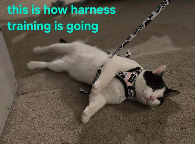 this is how harness training is going HALYPET