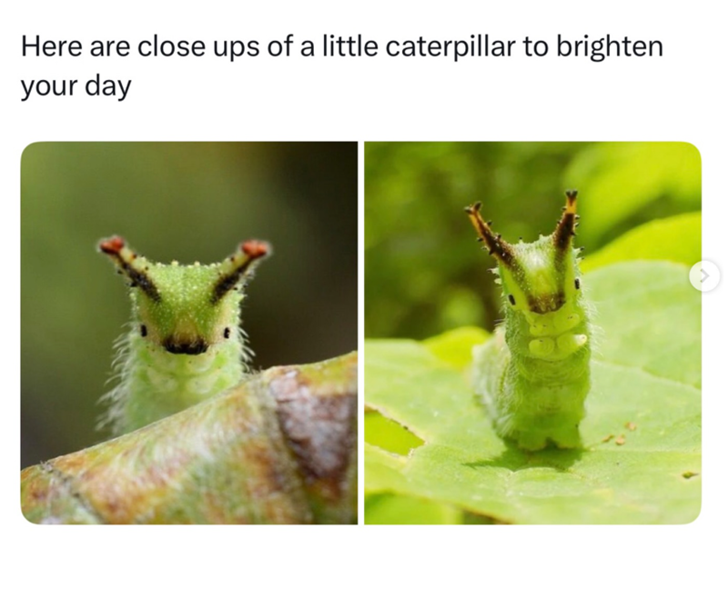 Here are close ups of a little caterpillar to brighten your day