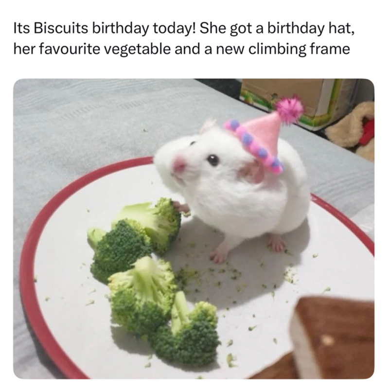 Its Biscuits birthday today! She got a birthday hat, her favourite vegetable and a new climbing frame