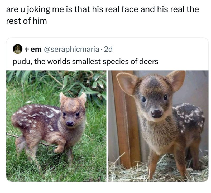 are u joking me is that his real face and his real the rest of him +em @seraphicmaria. 2d pudu, the worlds smallest species of deers