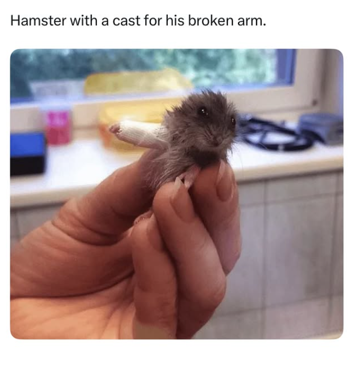 Hamster with a cast for his broken arm.