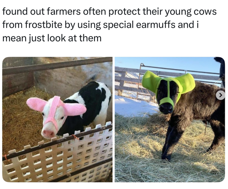 found out farmers often protect their young cows from frostbite by using special earmuffs and i mean just look at them >