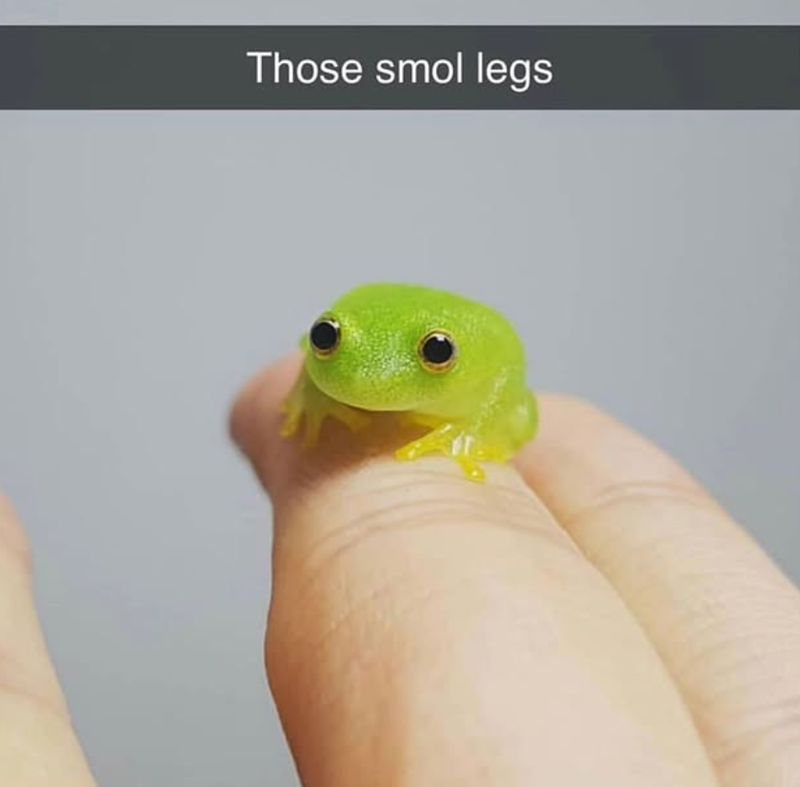 Those smol legs