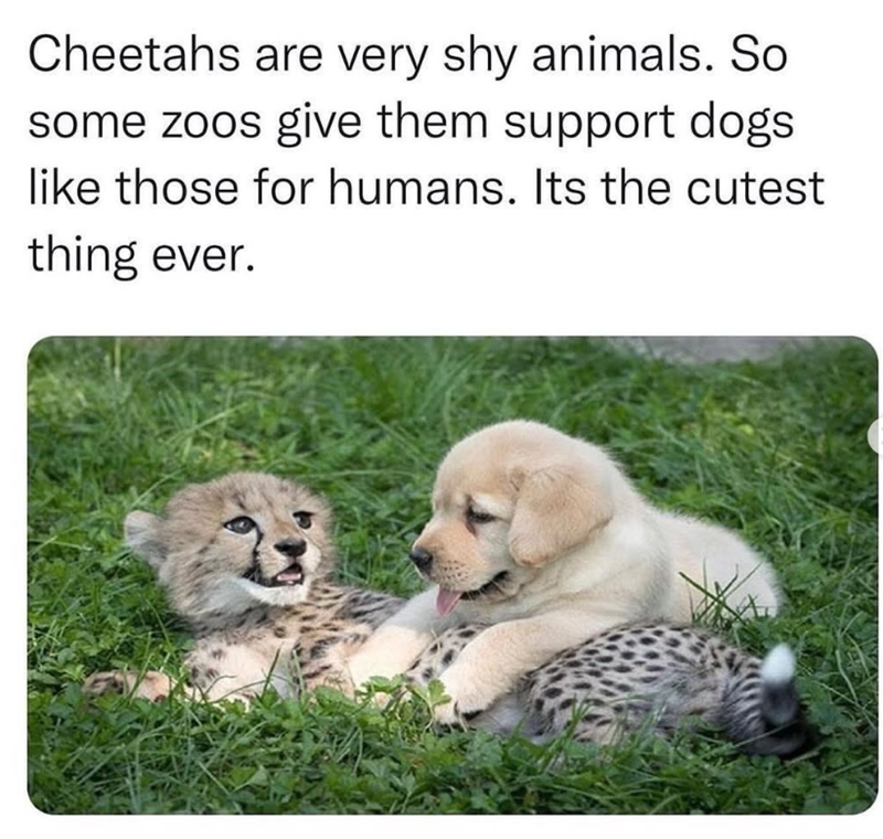 Cheetahs are very shy animals. So some zoos give them support dogs like those for humans. Its the cutest thing ever. 23