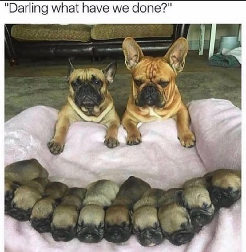 "Darling what have we done?"