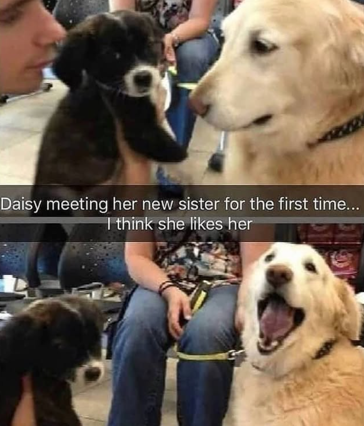 Daisy meeting her new sister for the first time... I think she likes her