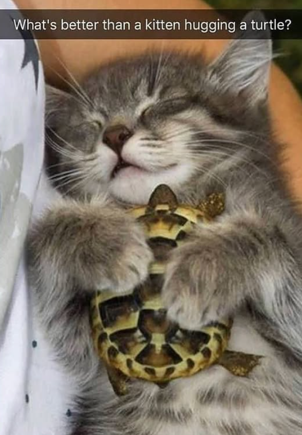 What's better than a kitten hugging a turtle?
