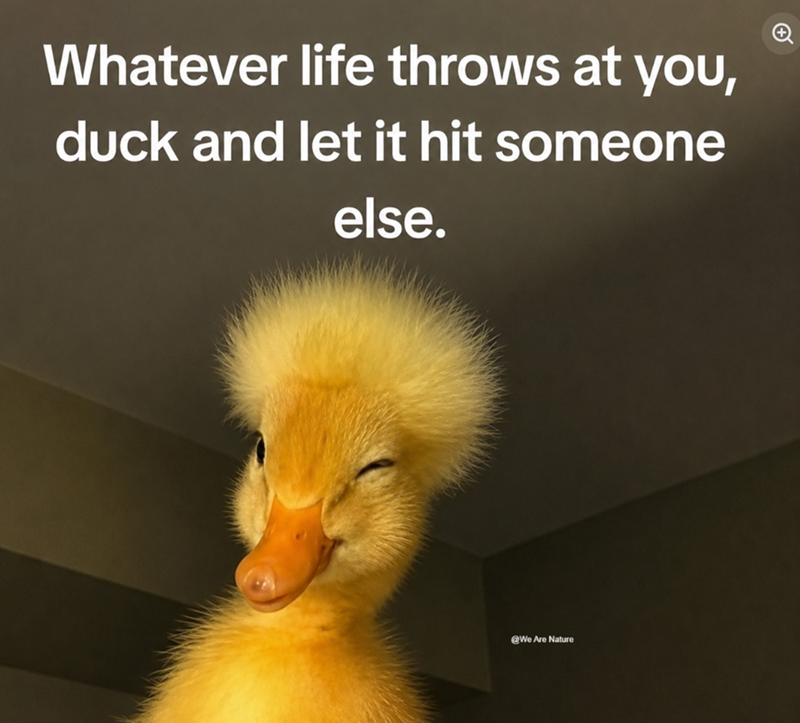 A Whatever life throws at you, duck and let it hit someone else. @We Are Nature