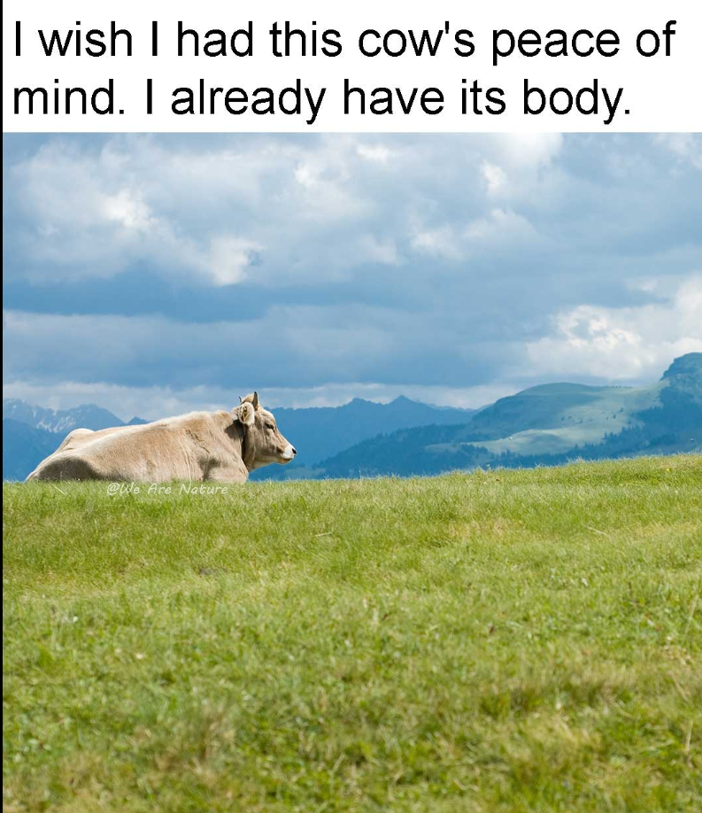 I wish I had this cow's peace of mind. I already have its body. @We Are Nature