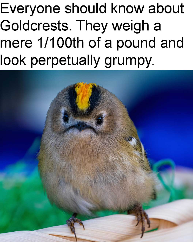 Everyone should know about Goldcrests. They weigh a mere 1/100th of a pound and look perpetually grumpy. @We Are Nature