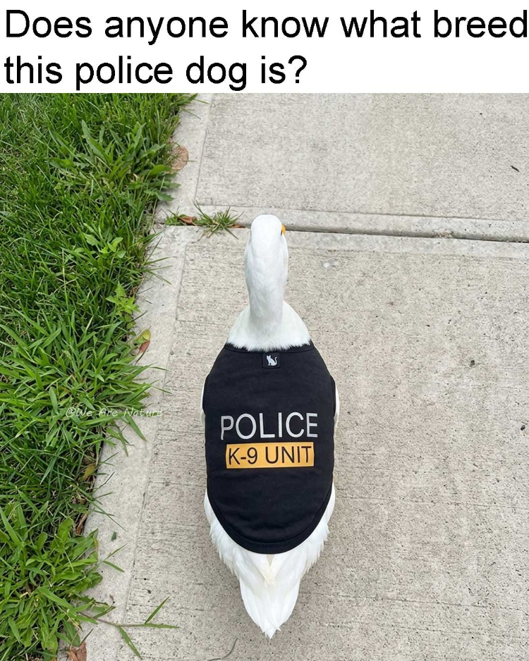 Does anyone know what breed this police dog is? Nature POLICE K-9 UNIT