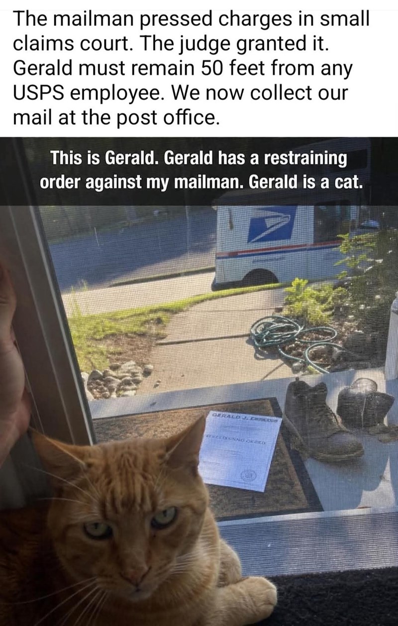 The mailman pressed charges in small claims court. The judge granted it. Gerald must remain 50 feet from any USPS employee. We now collect our mail at the post office. This is Gerald. Gerald has a restraining order against my mailman. Gerald is a cat. GERALD JE