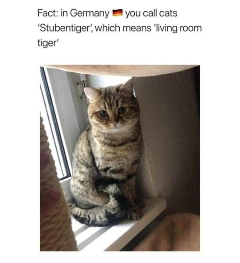 Fact: in Germany you call cats 'Stubentiger', which means 'living room tiger'