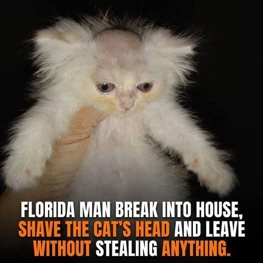FLORIDA MAN BREAK INTO HOUSE, SHAVE THE CAT'S HEAD AND LEAVE WITHOUT STEALING ANYTHING.