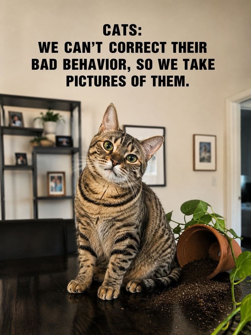CATS: WE CAN'T CORRECT THEIR BAD BEHAVIOR, SO WE TAKE PICTURES OF THEM.
