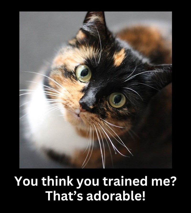 You think you trained me? That's adorable!