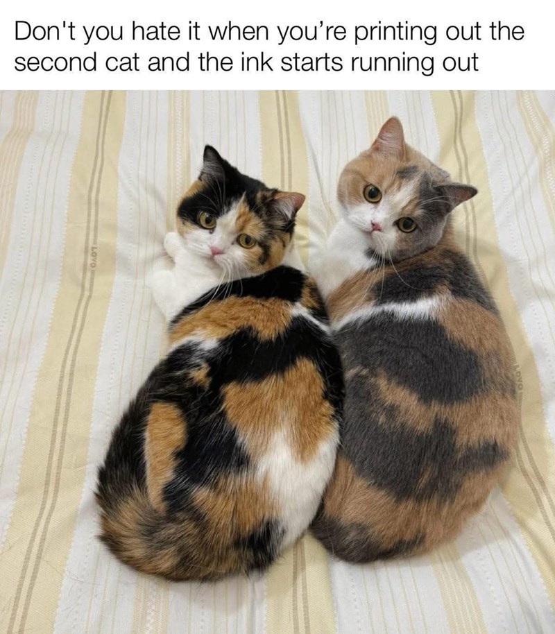 Don't you hate it when you're printing out the second cat and the ink starts running out