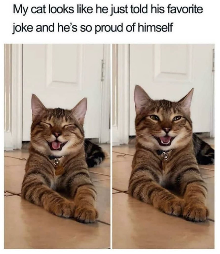 My cat looks like he just told his favorite joke and he's so proud of himself
