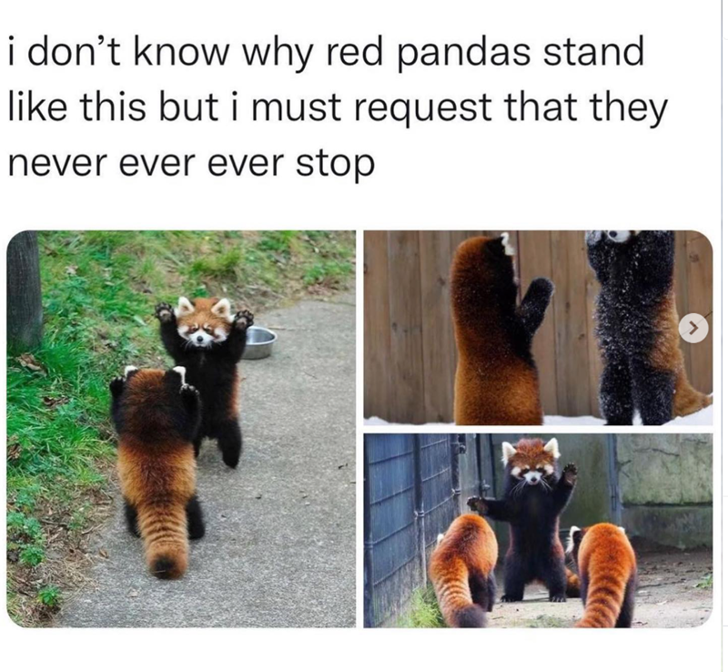 i don't know why red pandas stand like this but i must request that they never ever ever stop >
