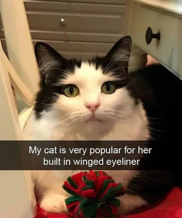 My cat is very popular for her built in winged eyeliner