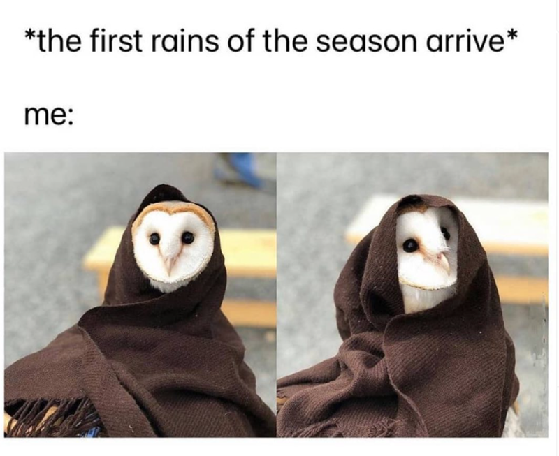 *the first rains of the season arrive* me: