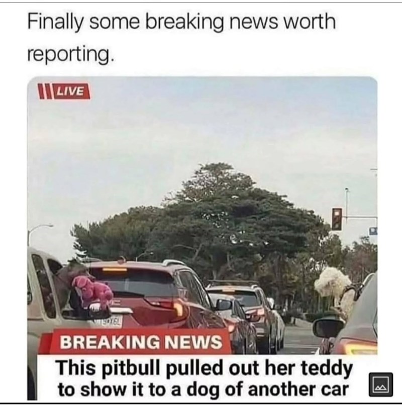 Finally some breaking news worth reporting. LIVE BREAKING NEWS This pitbull pulled out her teddy to show it to a dog of another car |B|