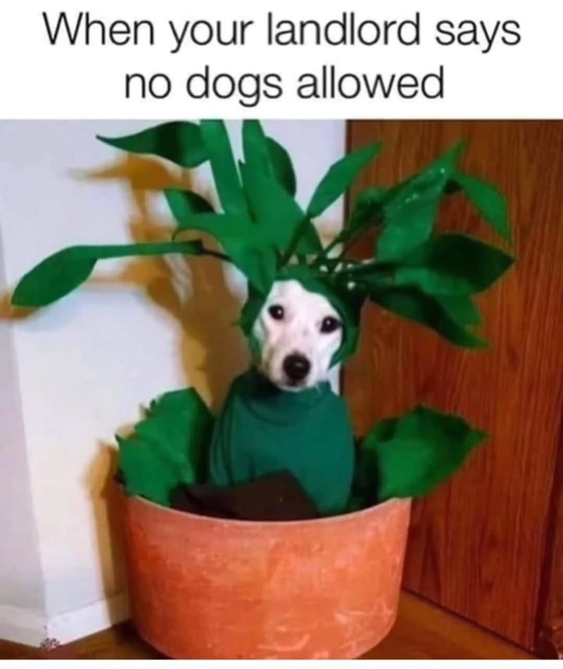 When your landlord says no dogs allowed