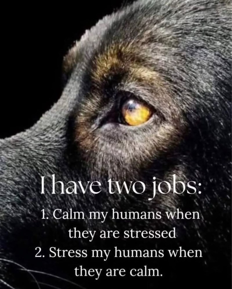 I have two jobs: 1. Calm my humans when they are stressed 2. Stress my humans when they are calm.