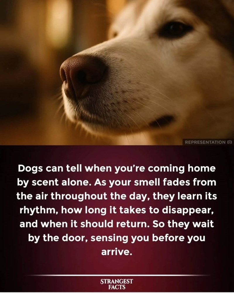 REPRESENTATION O Dogs can tell when you're coming home by scent alone. As your smell fades from the air throughout the day, they learn its rhythm, how long it takes to disappear, and when it should return. So they wait by the door, sensing you before you arrive. STRANGEST FACTS