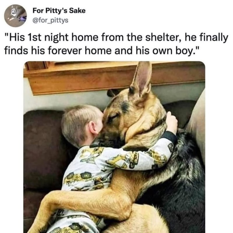 For Pitty's Sake @for_pittys "His 1st night home from the shelter, he finally finds his forever home and his own boy."