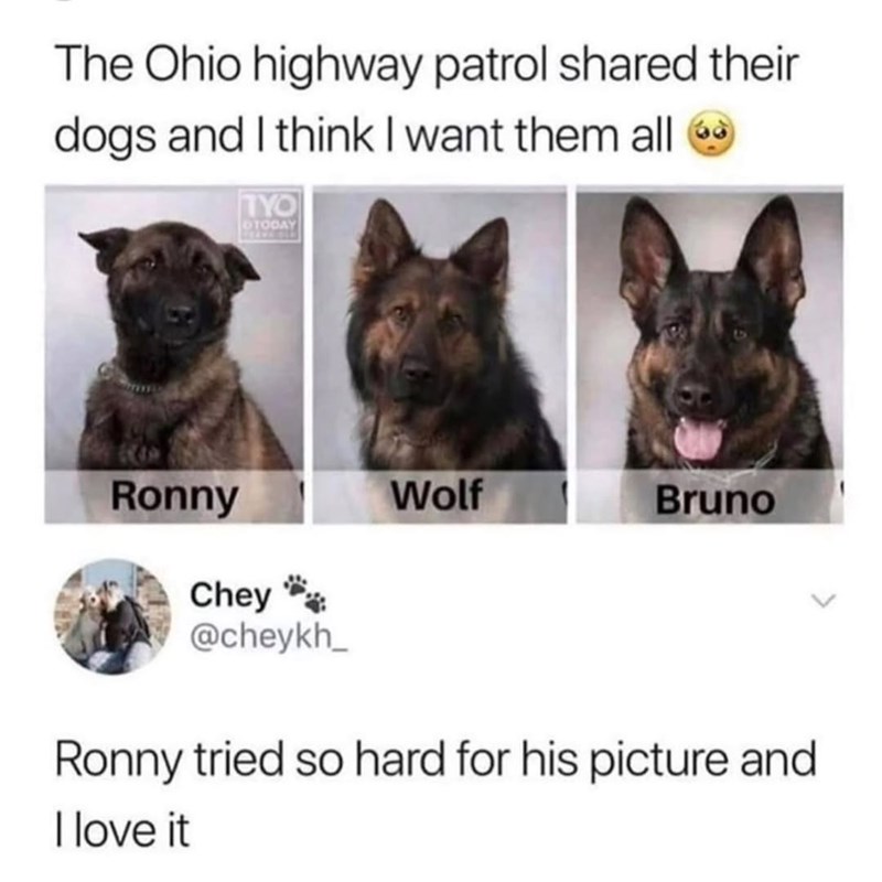 The Ohio highway patrol shared their dogs and I think I want them all TYO OTODAY Ronny Chey @cheykh_ Wolf Bruno Ronny tried so hard for his picture and I love it