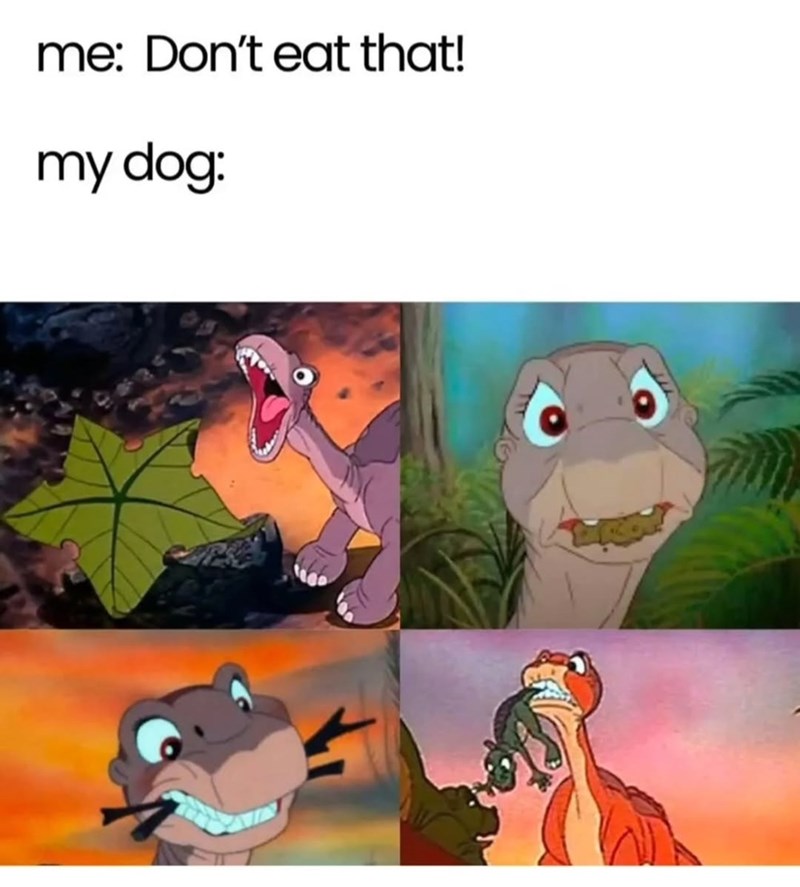 me: Don't eat that! my dog:
