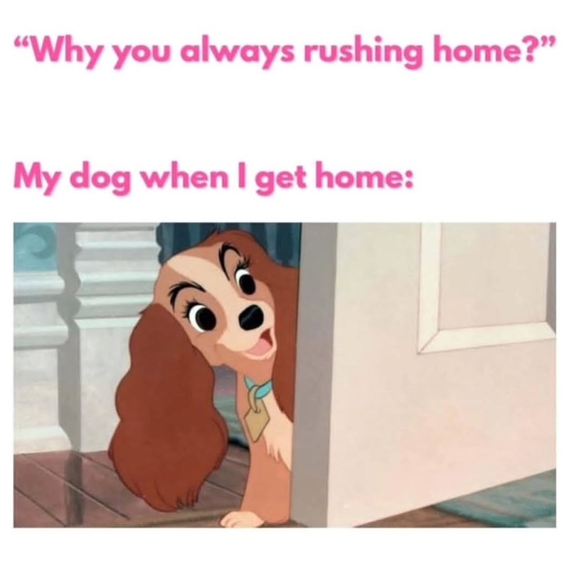 "Why you always rushing home?" My dog when I get home: