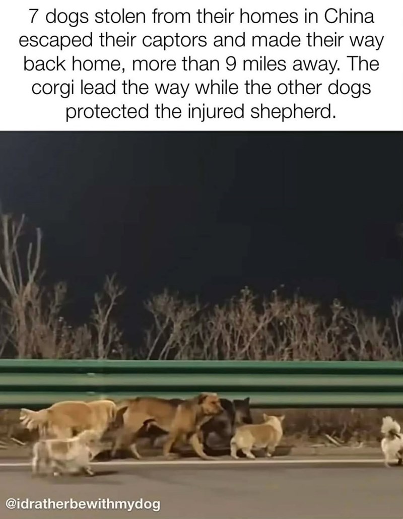 7 dogs stolen from their homes in China. escaped their captors and made their way back home, more than 9 miles away. The corgi lead the way while the other dogs. protected the injured shepherd. @idratherbewithmydog