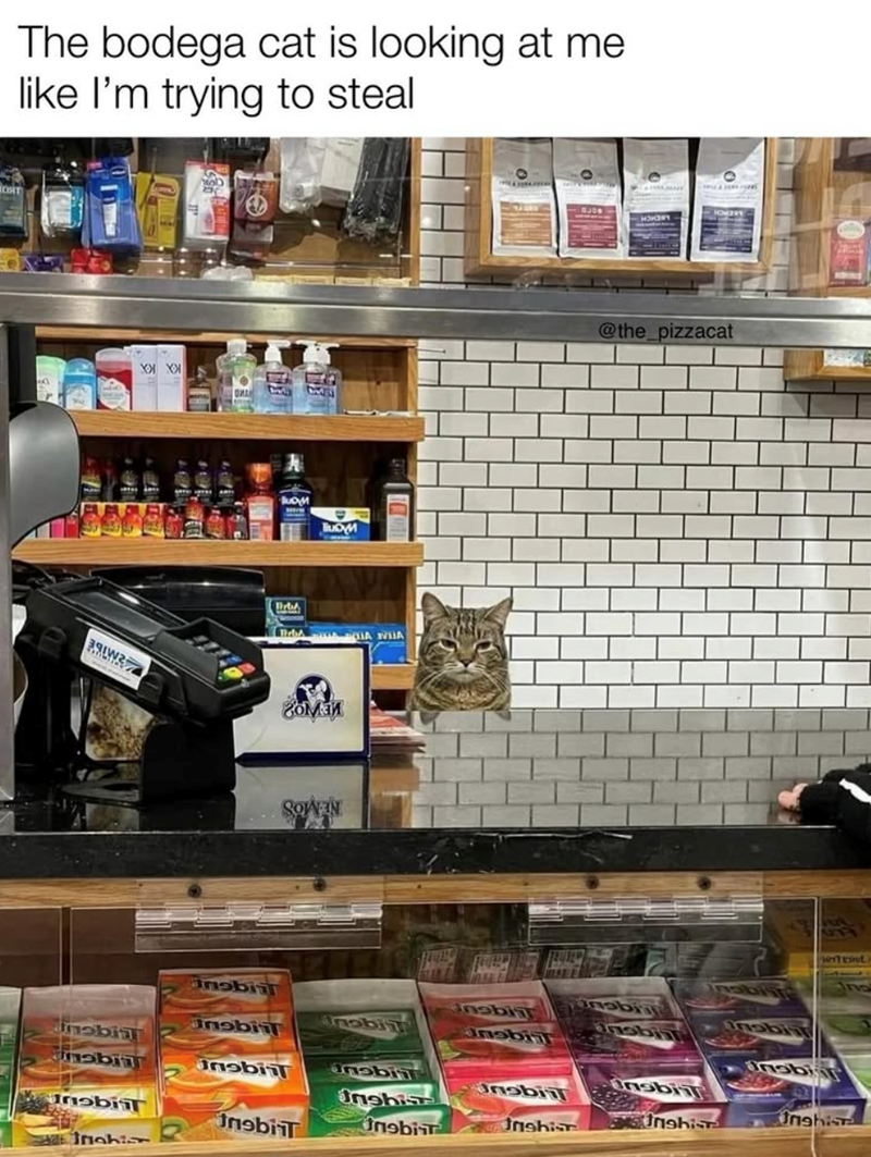 The bodega cat is looking at me like I'm trying to steal ORT רוbפח. JUOM Beb UA VIJA гомаи SOWEN obil Jnsbi mobi mobil Insbil nabii Insbis Inobit InobiT Insbit Inahi ור ספח. @the_pizzacat ekist Unabiir nabil Onsbil Jnshist EMS Unshist Unghis